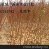 1公分桃樹成品苗大量出售、價格優惠