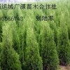 2、3米蜀儈大量低價出售、大量蜀儈低價供應