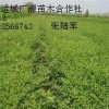 衛矛小苗大量出售、大量衛矛小苗低價供應