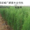 1米營養杯側柏大量低價供應