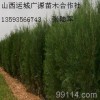 2、3米側柏大量低價優惠供應