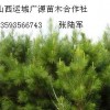 2.5米油松大量低價優惠供應