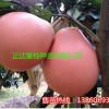 三紅蜜柚苗紅皮紅肉蜜柚苗三紅蜜柚-正達蜜柚苗場
