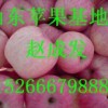 山東冷庫紅富士蘋果價格