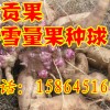 雪蓮果種球批發  地參果