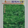 供應批發旺盛園辣椒葉3號 生長快速嫩莖辣椒葉種子產量高