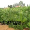 1.5米以上油松大量低價優惠供應