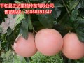 平和縣正達三紅蜜柚苗 (3?)