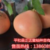 三紅蜜柚