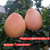 三紅蜜柚