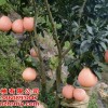 三紅蜜柚