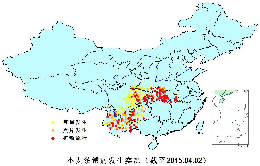 2015.04.02 小麥條銹病發生實況圖(彩).jpg 2015.04.02 小麥條銹病發生實況圖(彩).jpg
