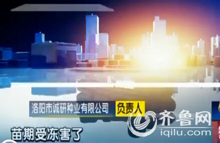 洛陽城研種業的負責人表示,辣椒可能是凍壞了。