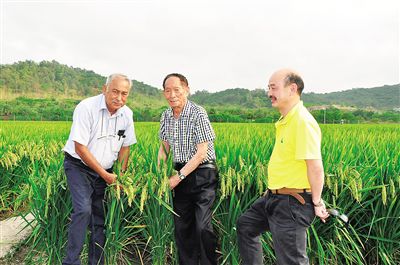 四月十七日,袁隆平院士(中)帶領印度水稻專家Ish