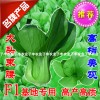 子豐華駿青梗菜小白菜上海青油菜棠菜蔬菜種子基地專用優秀良種