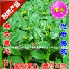 子豐如玉一號雜交菜心國內首例超級雜交菜心蔬菜種子抗病高產