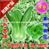 供應子豐華英青梗菜上海青油菜棠菜蔬菜種子高產速生油菜籽