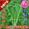 子豐618精品小白菜良種好吃的蘸醬菜速生苗菜養生菜種子