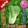 供應子豐301速生結球小白菜蔬菜種子外形漂亮產量高優秀良種