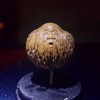 老壽星