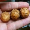 美國猴頭核桃核雕-多個猴頭