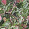 映霜紅桃樹苗批發_山東映霜紅桃苗供應基地