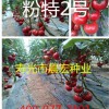 優質高產番茄種子_粉特2號_壽光晨宏種業耐低溫番茄種子