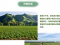 新西蘭南瓜