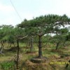 供應山東易成活的造型油松|山東造型油松