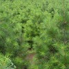 黑龍江綠化苗木,熱賣白皮松大樹市場價格情況