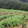 柳州品種好的杉木苗供應,桂林杉木種苗