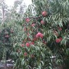 想買合格的映霜紅桃苗,就到三八紅旗園藝   |山東映霜紅桃樹苗