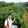 哪里能買到極好的韓國脆桃苗,桂林沃柑苗