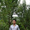 哪里種植木瓜樹|山東木瓜樹供應批發
