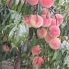 想要映霜紅桃就來三八紅旗園藝:映霜紅桃價格