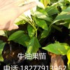 批發 牛油果苗 牛油果種子  辣木苗 批發銷售 包運送