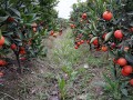 當前湖南樹人大型世紀紅柑橘基地完整視頻 世紀紅宣傳資料視頻 (3735播放)