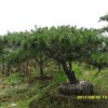 萊蕪云亭專業供應造型油松|造型油松多少錢