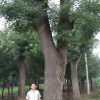 鈺皓園林苗木出售優質大型國槐——青州大型國槐基地