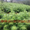 柳州杉木苗種植基地_優質的杉木苗