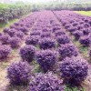 花灌木價格：紅花繼木球、紫竹、紅葉石楠球、北海道黃楊、爬山虎
