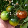 日本進口草莓番茄（西紅柿）種子——初戀