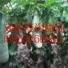 怎樣購買甜瓜種子 優質甜瓜種植技術