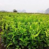 廣西優質沃柑苗供應 莆田沃柑果苗