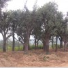 綠化大樹基地出售優質的柿子樹|濰坊直徑30公分柿子樹代理加盟