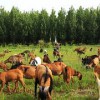 達州生態黑山羊,四川銷量好的麻羊