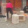 劃算的柿餅哪里有賣：柿餅禮盒生產