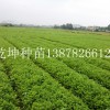 品種好的杉木苗哪里買_優質的杉木苗
