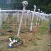 廣西熱門葡萄專業合作社，平樂葡萄專業合作社