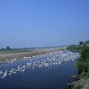 四川鴨子批發 實惠的湔江活水鴨供應盡在成都金鄉農業